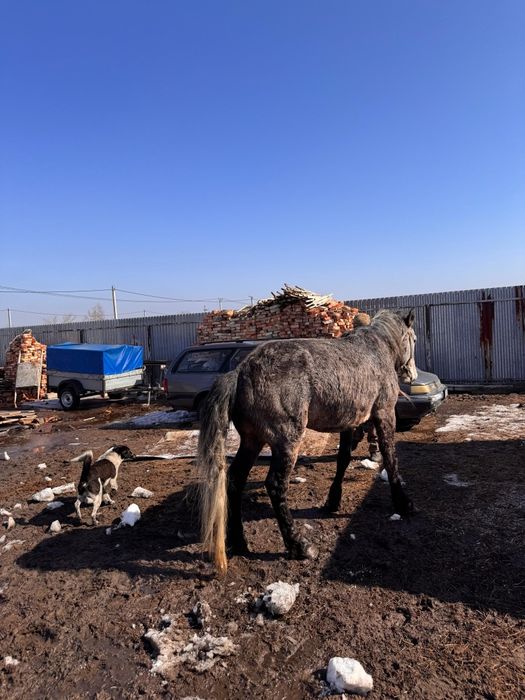 Айғыр (Жеребец) 750000