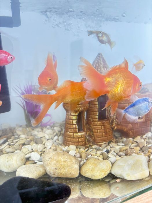 Продам золотых рыбок