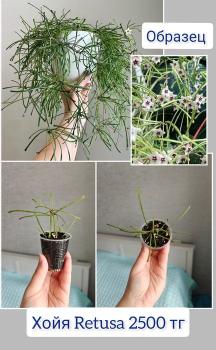 Хойя комнатные цветы