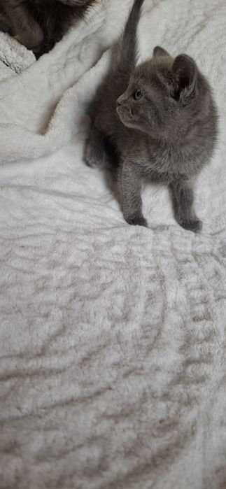 Девочка скоттиш страйт