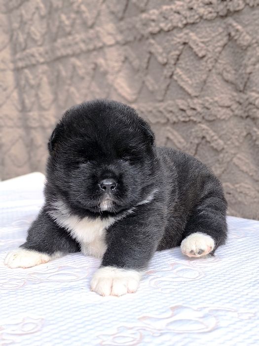 Продается щенок Американской акиты