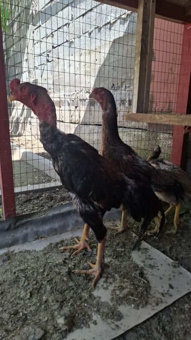 дакан, бойцов шамо