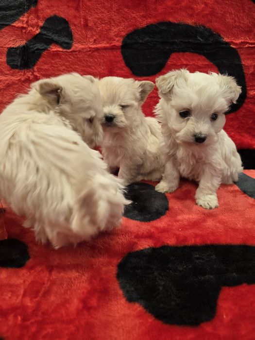 Уникални мини болонки малтезар