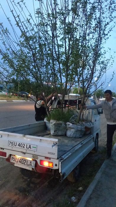 Меваси кучатлар 5-6 йилликлари бор