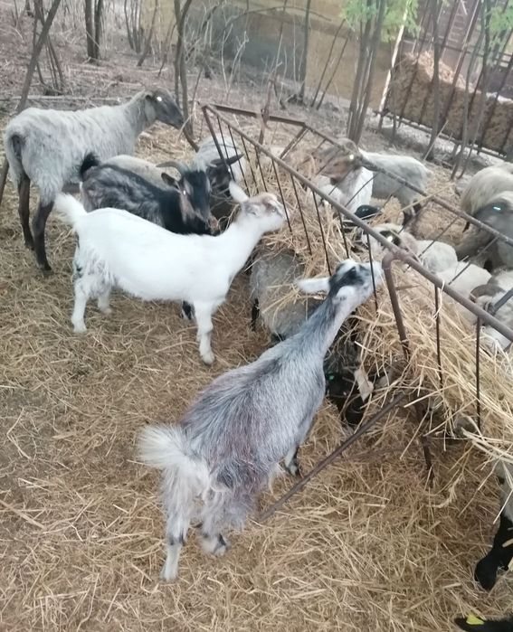 De plecare 3 iedute si 1 tap tg mures