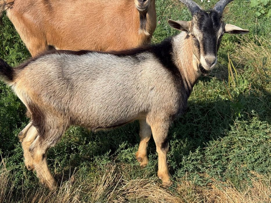 Vând capre bune de lapte