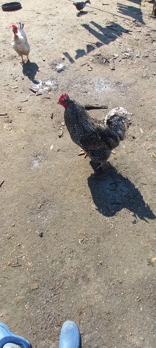 Vînd sau Schimb COCOȘ DE Rasă ȘI 2 Găini