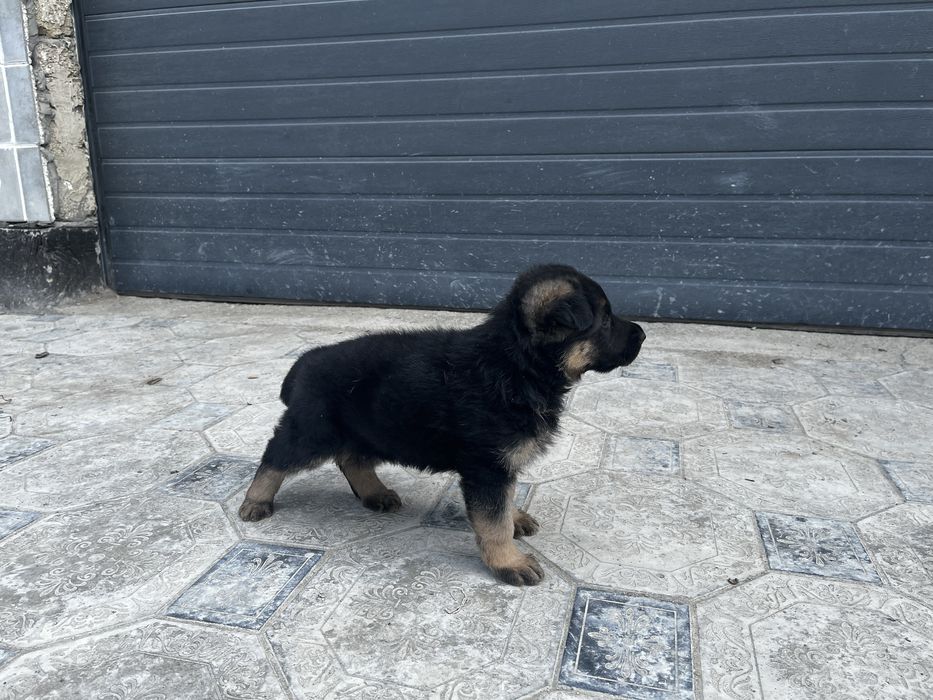 Немецкая овчарка