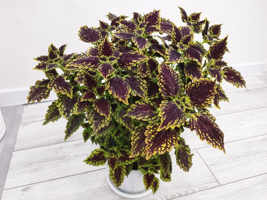 Домашние цветы, доставка