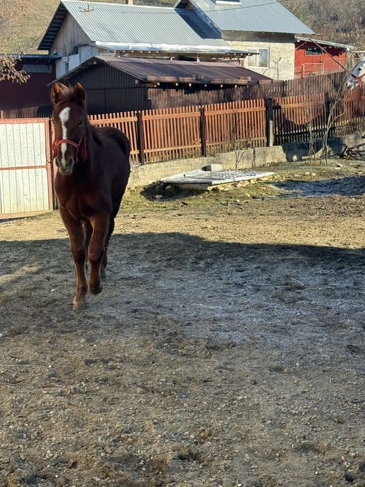 Vand carlana cuminte in varsta de 9 luni nu musca nu bate detali priva