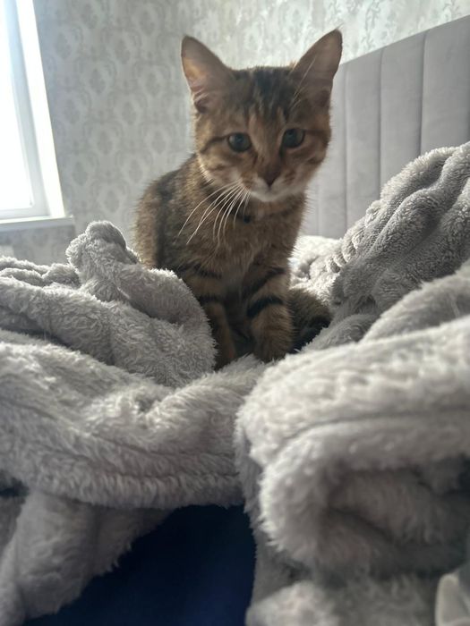 Бесплатно в добрые руки