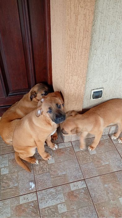 Donez Puii de cațel