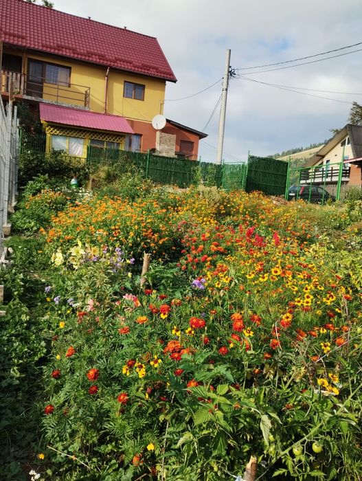 cabana Parâng, zona  Rusu