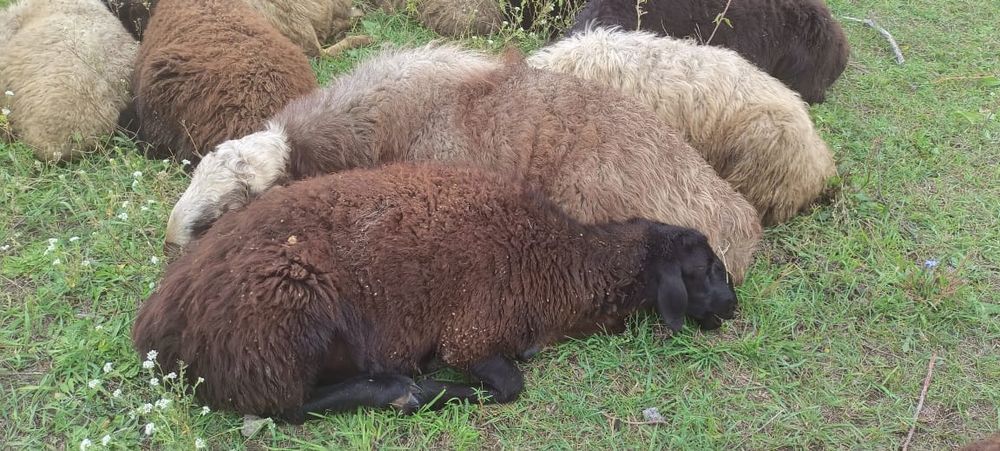 Козлята, козочки-берёзочки