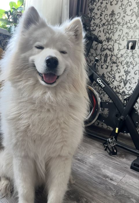 Вязка самоед кабель