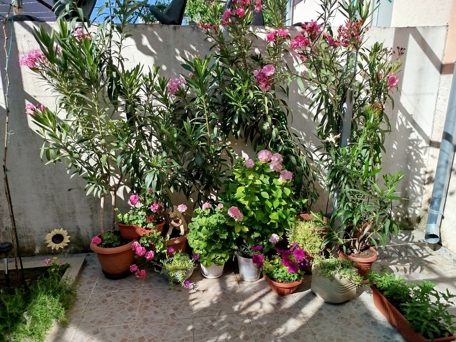 Зокум / Олеандър