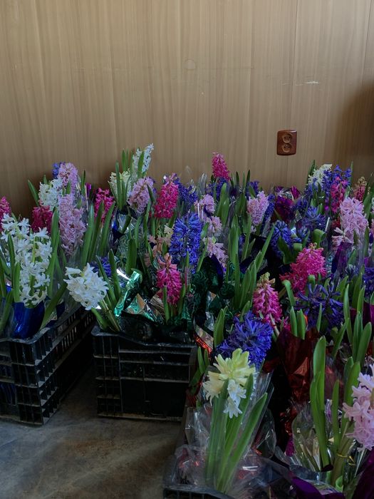 Предзоказ Геоцинт