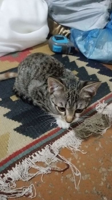 Отдам в хорошие руки, (котята)