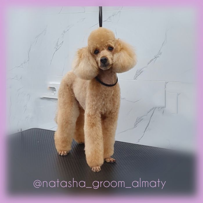 Стрижки собак и кошек