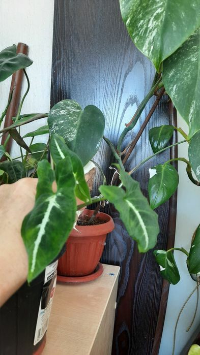 Комнатные цветы разные