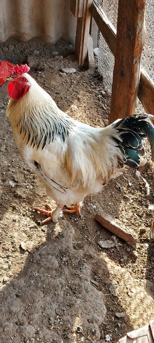 Петухи  породистые