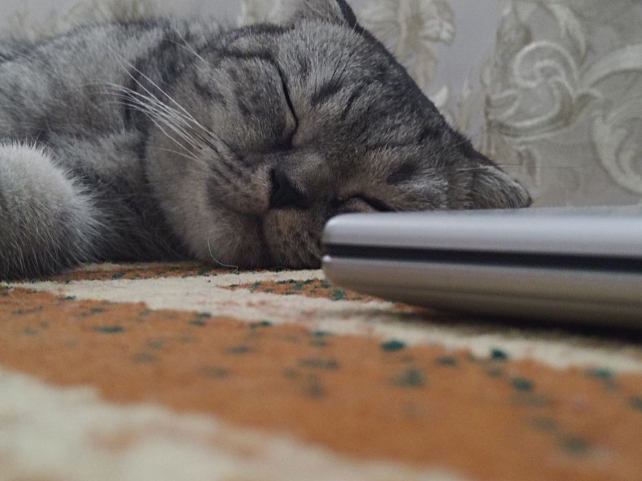 Skotish fold mushuk sotiladi