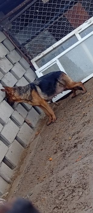 Продам щенков немецкой овчарки.