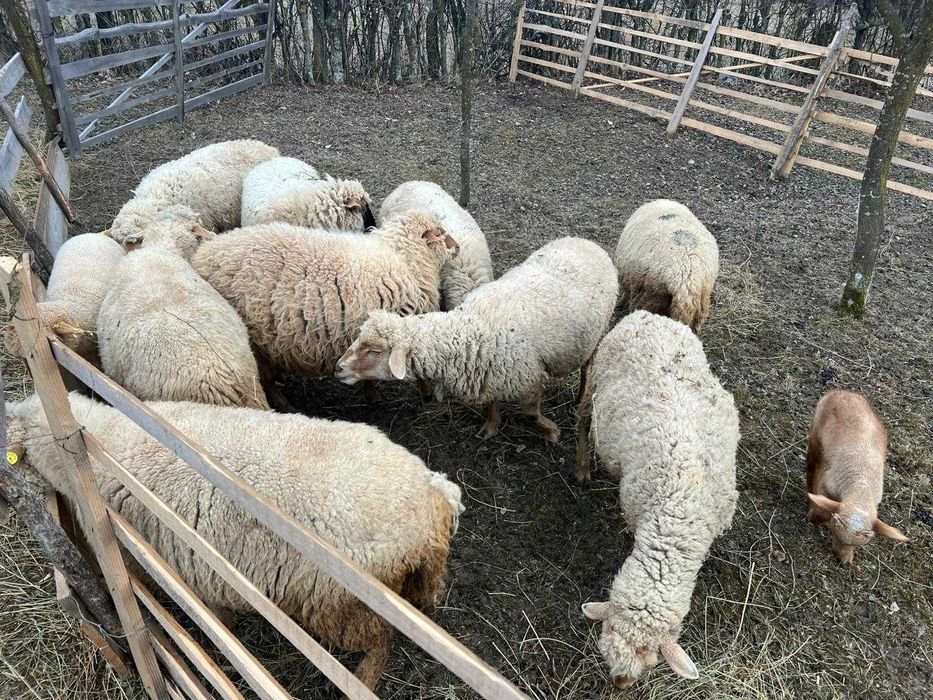 Vand 9 oi sanatoase, crescute in zona de munte