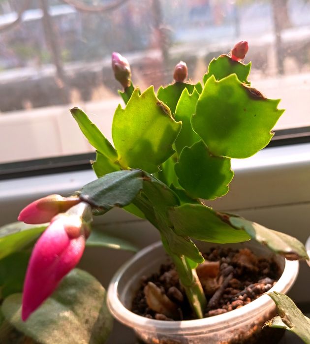 ШЛЮМБЕРГЕРА (разновидность декабриста)