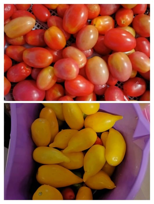 Домашние  семена томатов на рассаду