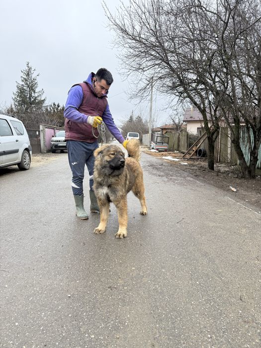 Femela ciobanesc caucazian