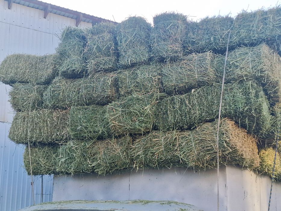 Жоңышқа (Клевер)