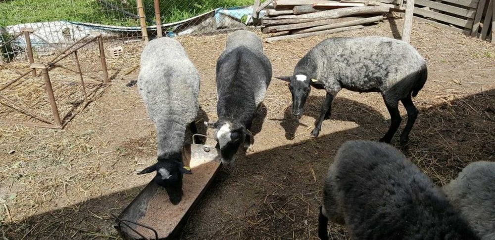 Vând Oi/Miei din Rasa Romanov