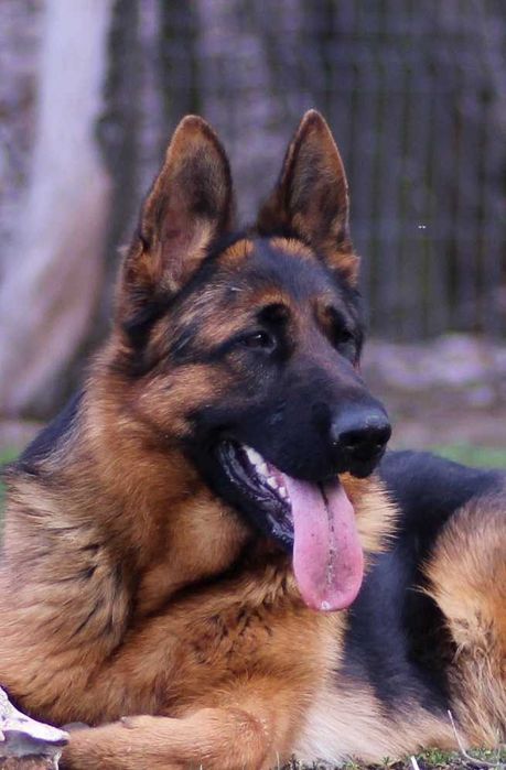 Pui ciobanesc german cu pedigree