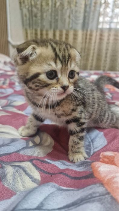 Продаются котята британские веслаухие