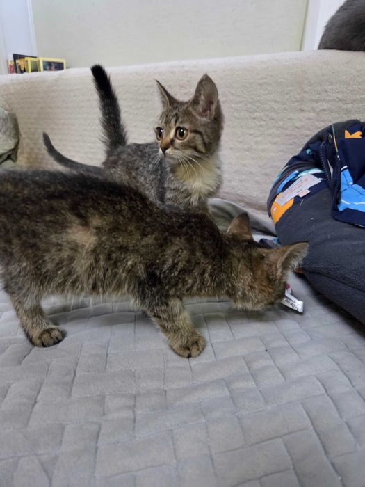 Котята маленьки красивые