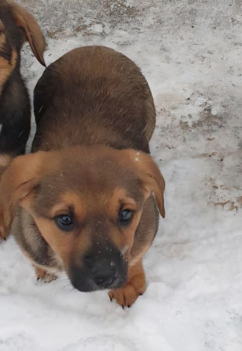 Căutăm stăpâni iubitori pt 2 cățeluși