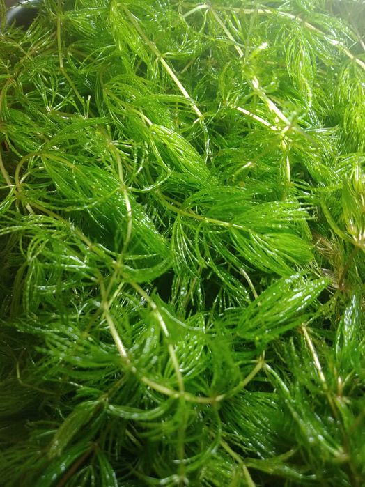 Растения аквариумные