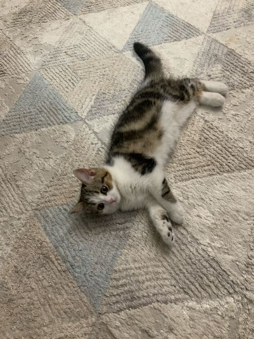 Скотиш страйт девочка