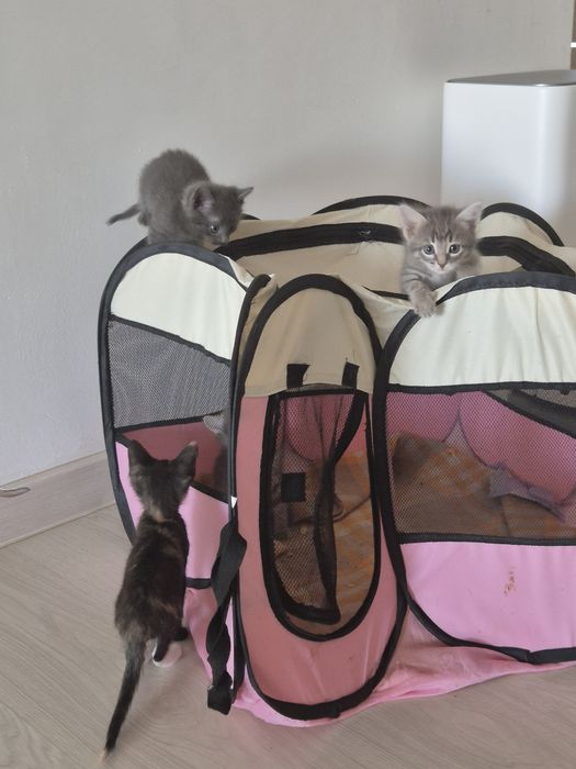 Котята-девочки в добрые руки