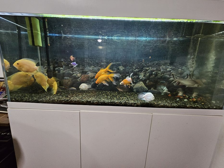 Аквариум -AKUAEL- 240 л.