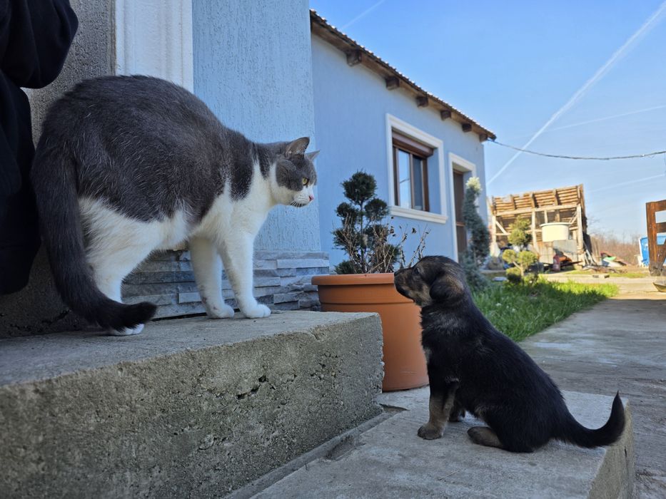 Ofer catei labrador, vaccinati, deparazitati, carnet