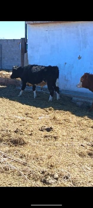 Продам 3 бычка годовалых