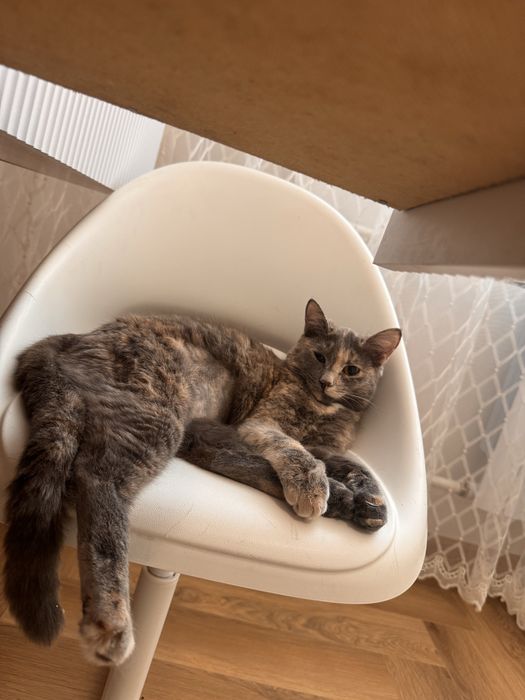 Кошечка, котенок