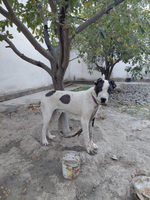 Alabay va chupan