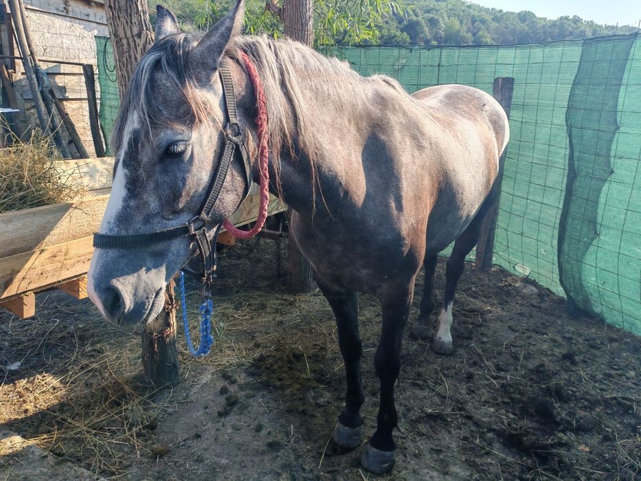 Mânză de vânzare