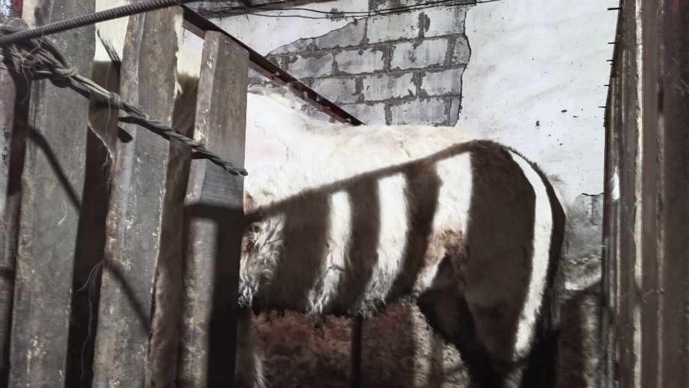 Жылқы сатылады 6 жасыр айғыр