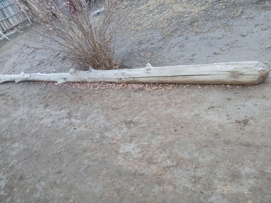 Агаш сатылады.узындыгы 5м .багасы 250мынг келысымлы