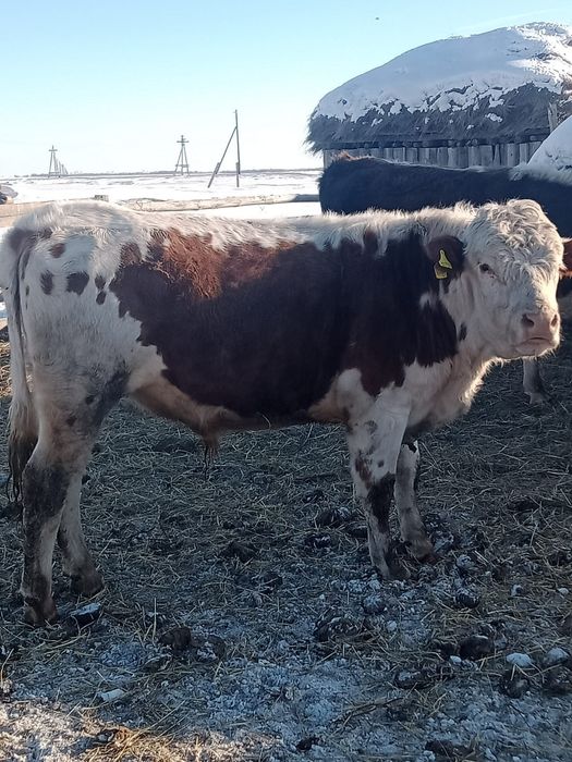 Сельхоз животные