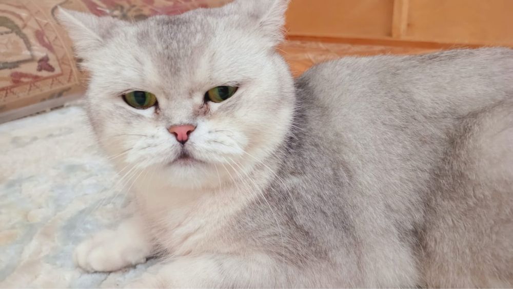 Шотландский кошка